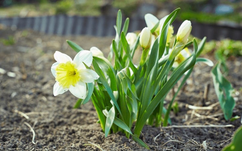 daffodils plant