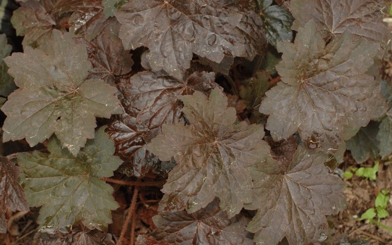 heuchera plant