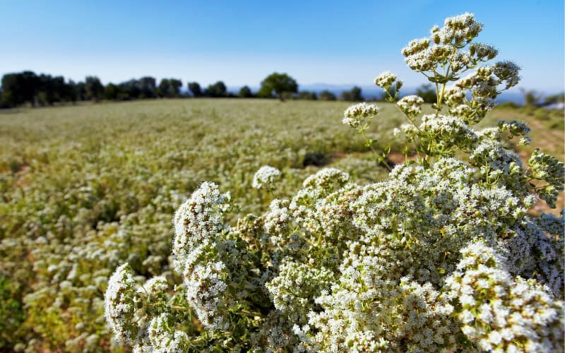 how to harvest thyme