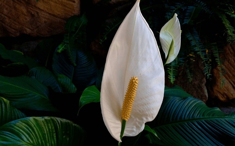 peace lily plant