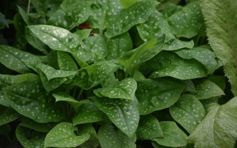 pulmonaria plant