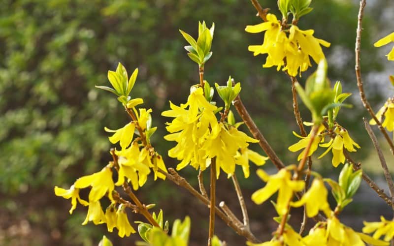 what is the best time to prune Forsythia plant