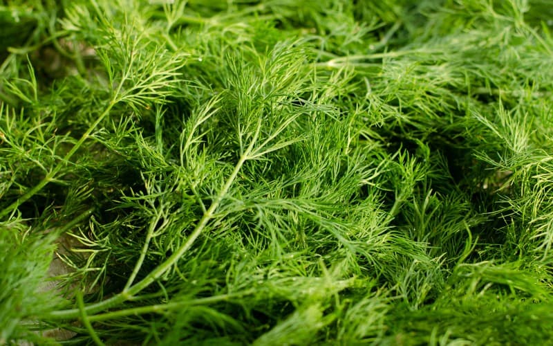 when to harvest dill