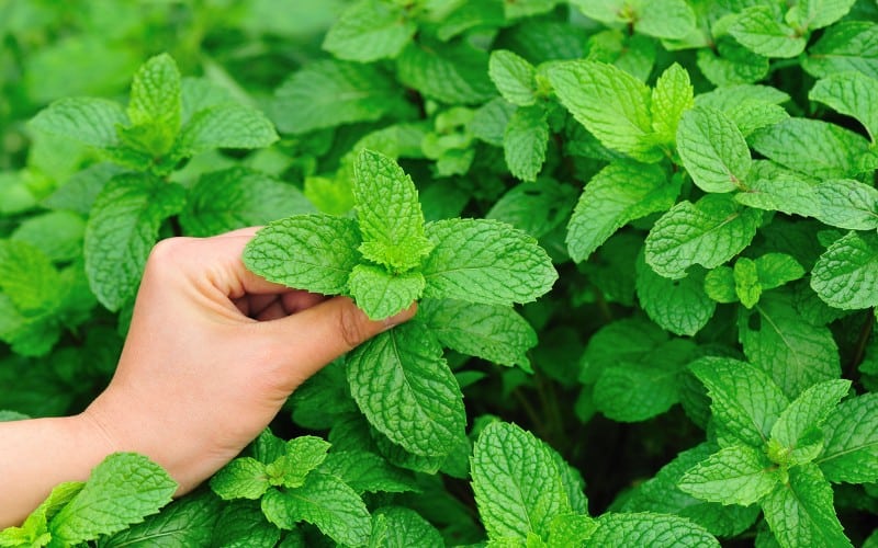 when to harvest mint