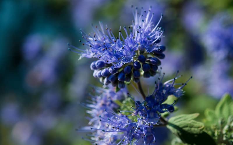 Bluebeard flowers