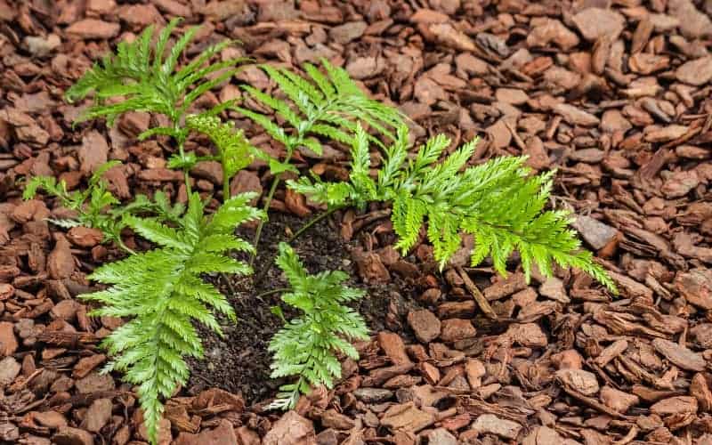 Does Mulch Attract Roaches?