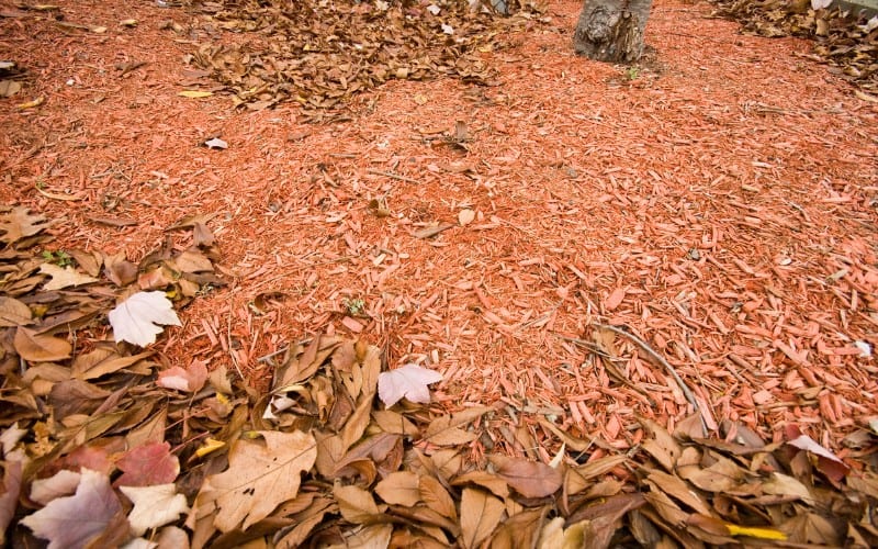 What Types Of Mulch Are Mosquitoes Attracted To
