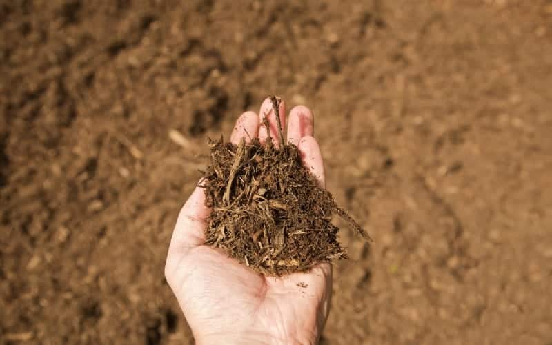 Does Mulch Attract Mosquitoes?