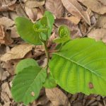 Why Tree Leaves is Turning Brown