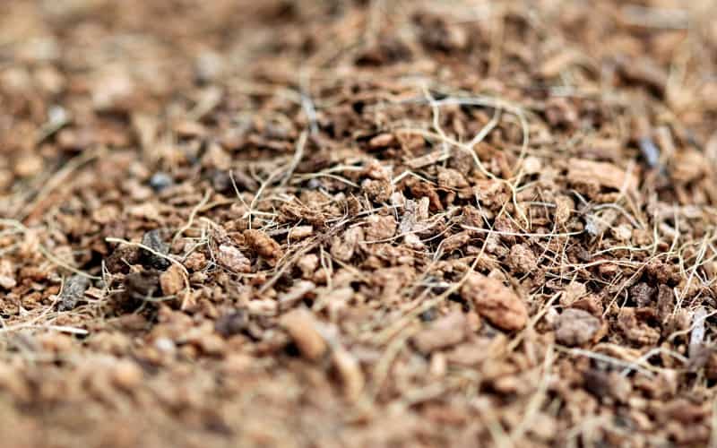 how to kill cockroaches in a mulch