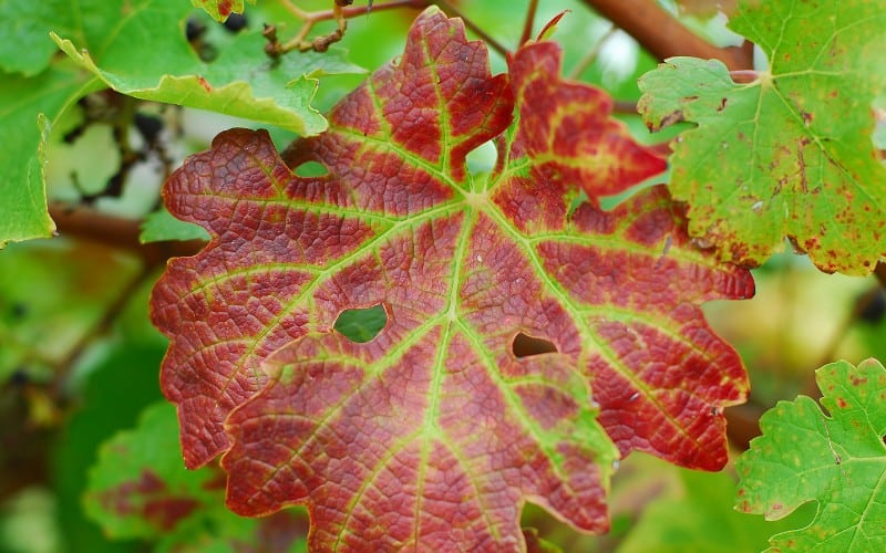 plant leaves turning yellow