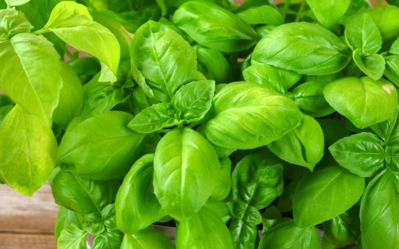 Basil