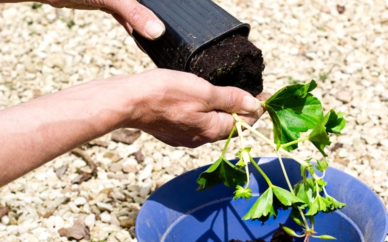 Best Fertilizer for Geraniums