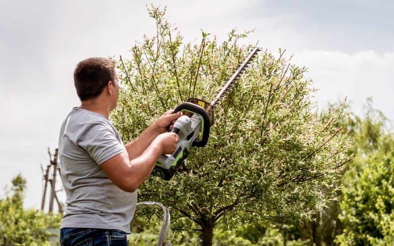 Best Hedge Trimmers For Thick Branches