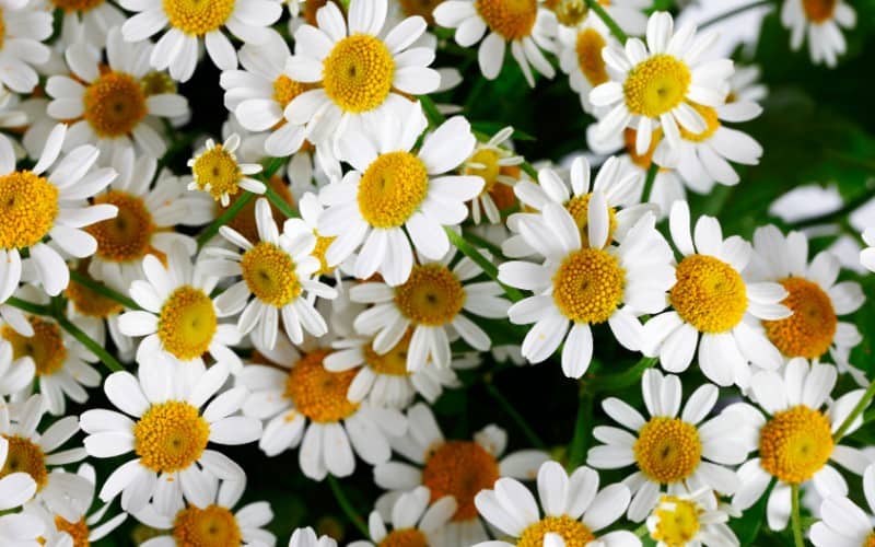 Chamomile