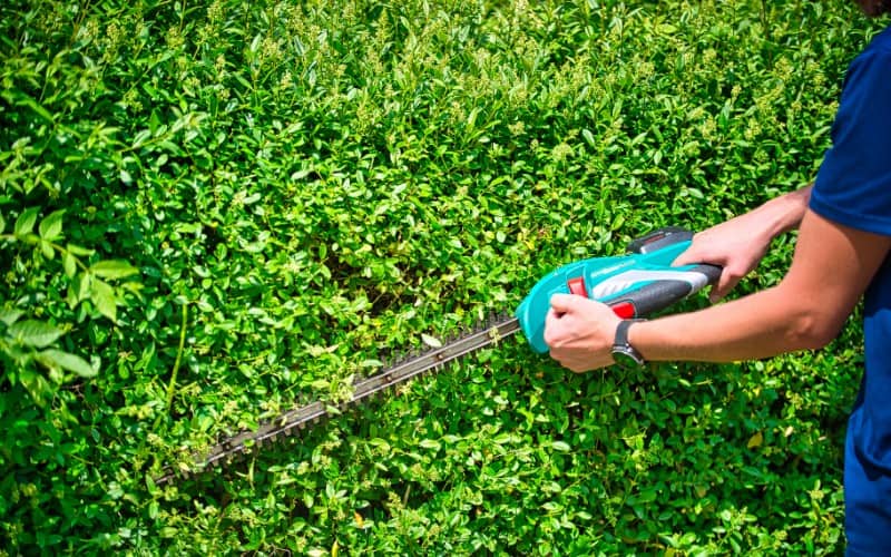 Difference Between Pole Saw and Hedge Trimmer