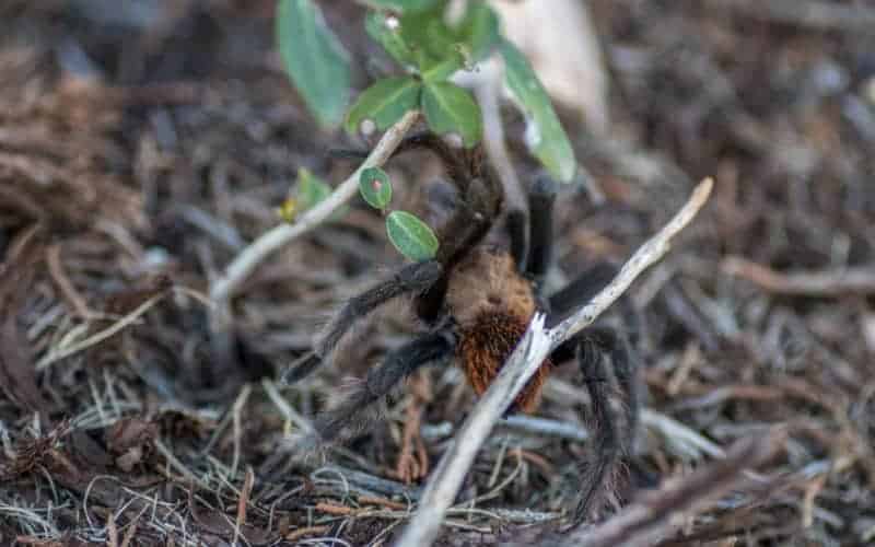 Does Mulch Attract Spider?