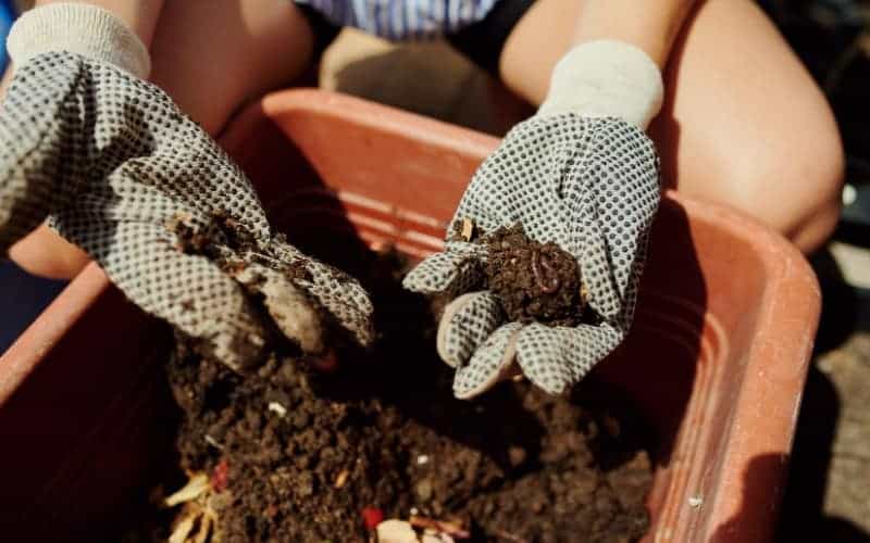 What Is the Best Fertilizer for Geraniums in 2024?