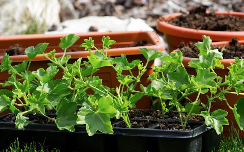 How Often Should I Fertilize Geraniums