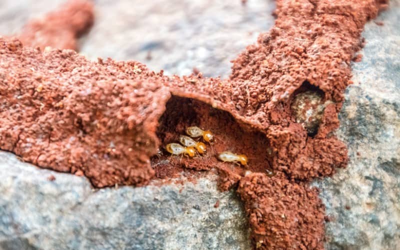 How To Get Rid Of Termites In Your Garden