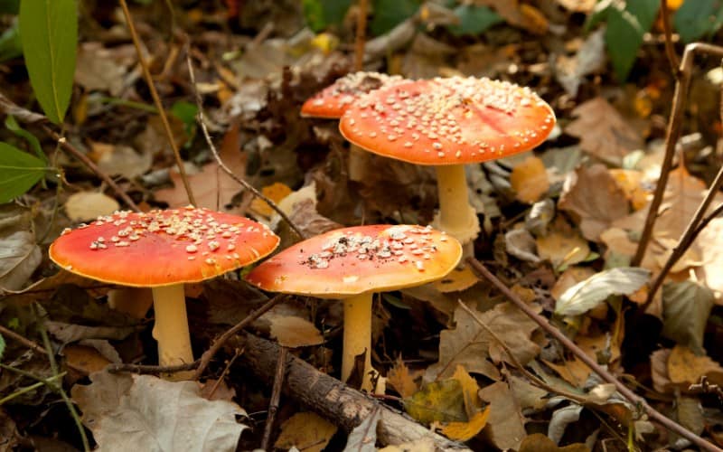 How to Get Rid Of Toadstools