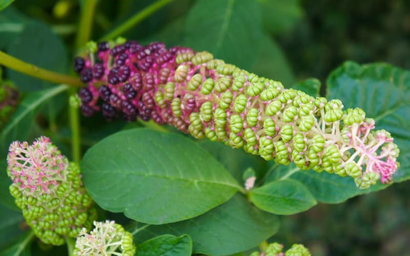 How to Get Rid of Pokeweed