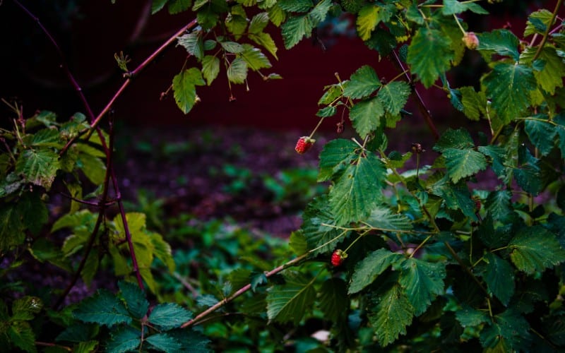 How to Kill A Mulberry Tree