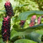 How to Kill Pokeweed Plant