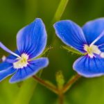 Is Speedwell Poisonous to Dogs