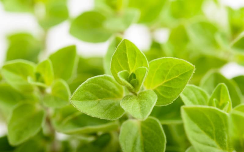 Marjoram