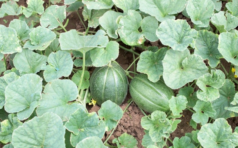 Melon