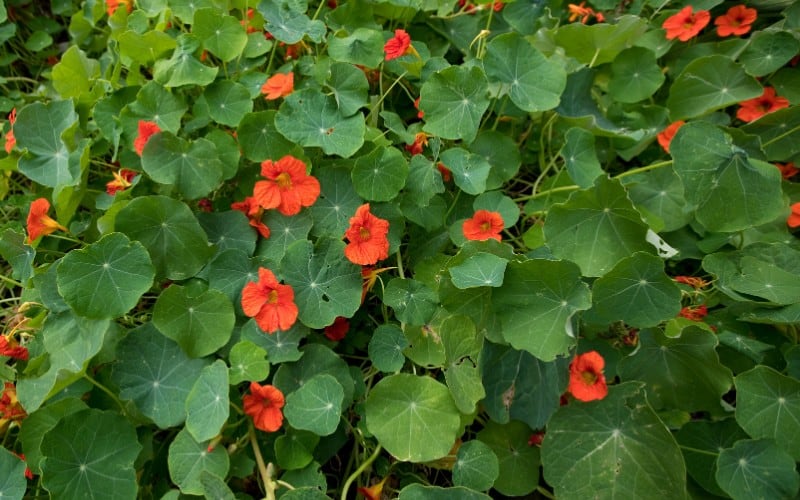 Nasturtiums