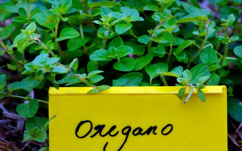 Oregano