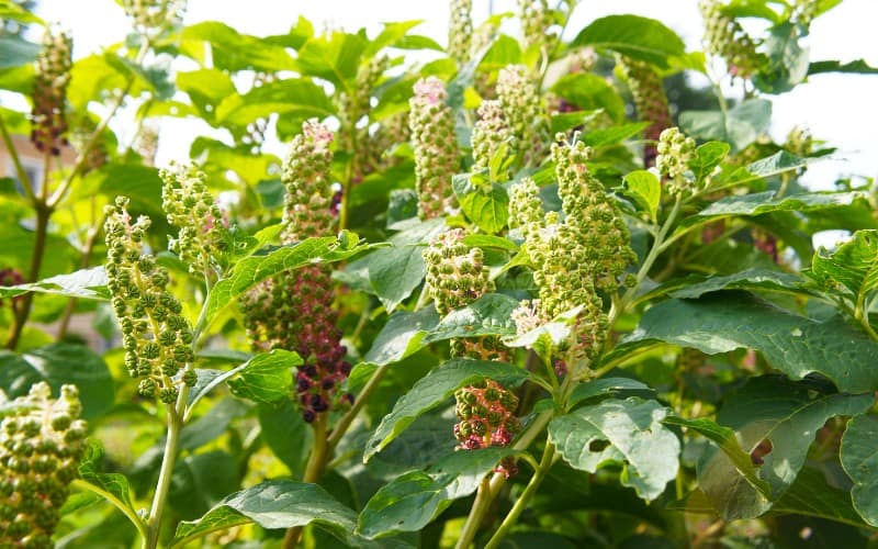 Symptoms of Pokeweed Poisoning