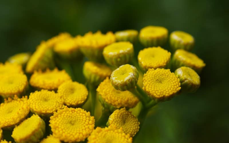 Tansy