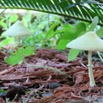 Types of Toadstools That You Can See In Your Garden