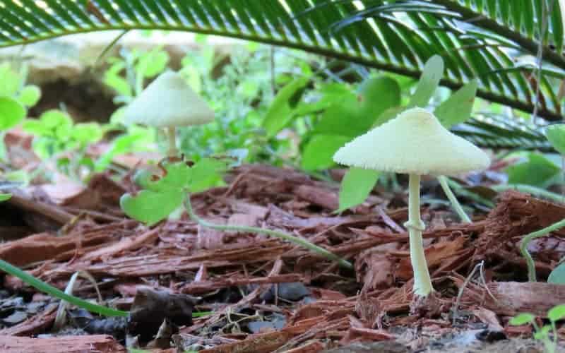 How to Get Rid Of Toadstools (5 Quick Steps)