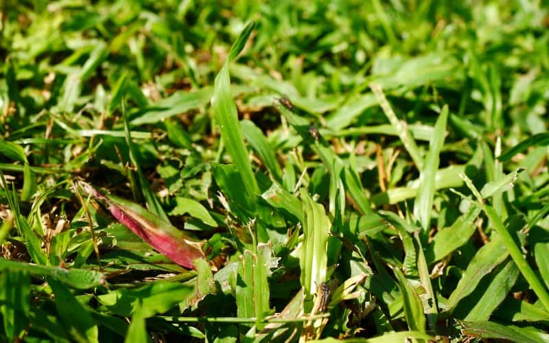 Weed Killers For Bermuda Grass Reviews