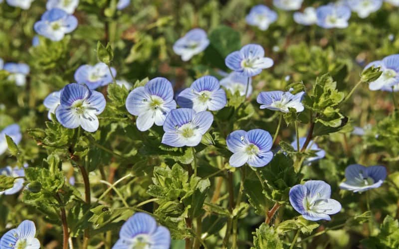 What Can Speedwell Be Used For