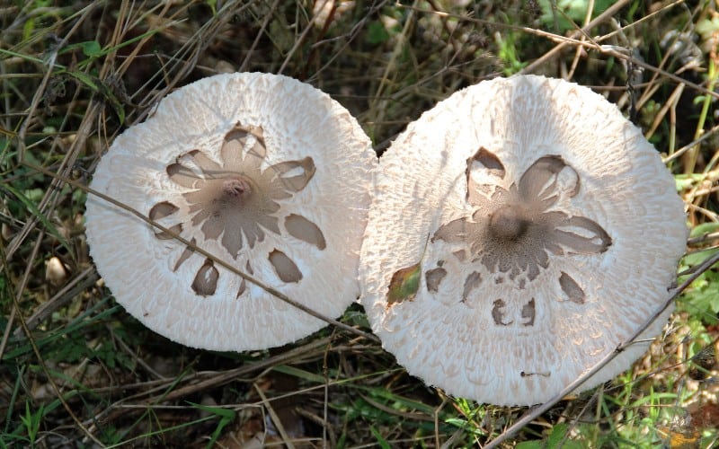 Why Are There Toadstools In My Garden