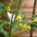 Why Does My Tomato Plant Have Flowers But No Fruit