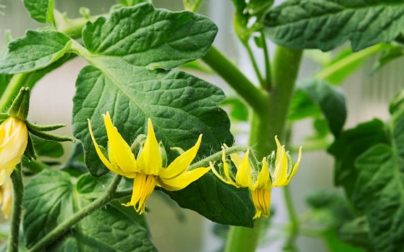 Why Tomato Plant Have Flowers But No Fruit