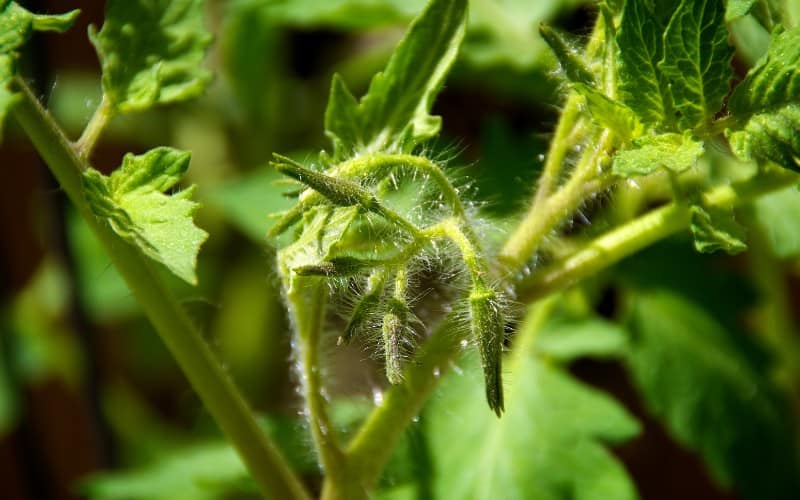 Why Tomato Plants is Not Producing Fruit