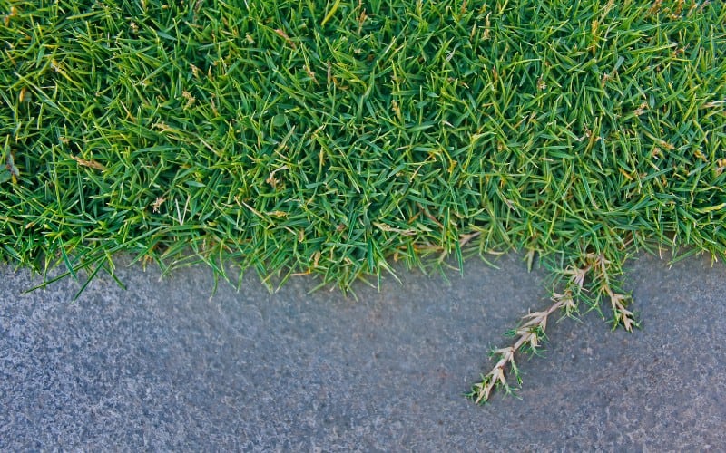 bermudagrass weed killers