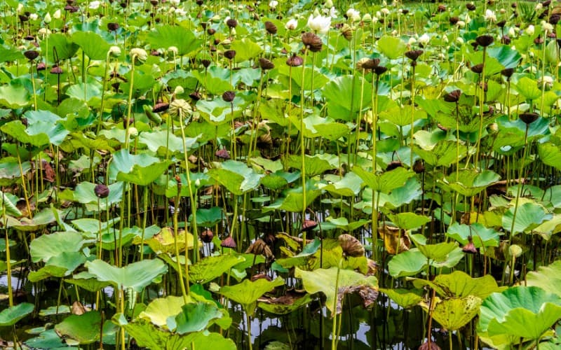 lotus plant