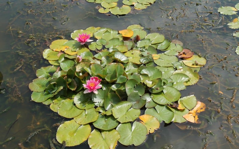 water lily plant