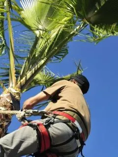 How To Stop A Palm Tree From Growing Taller