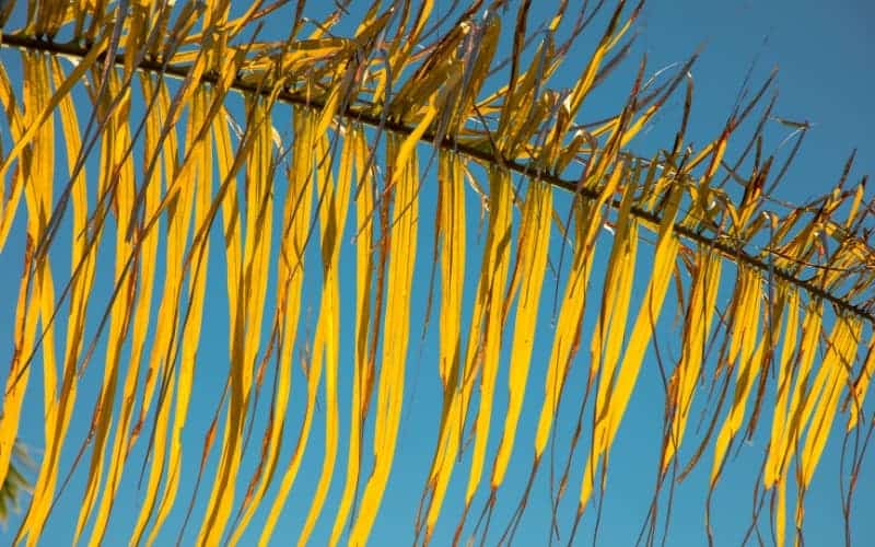 Should I Cut Off Brown Palm Leaves?