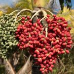 Should Seed Pods Be Removed From Palm Trees