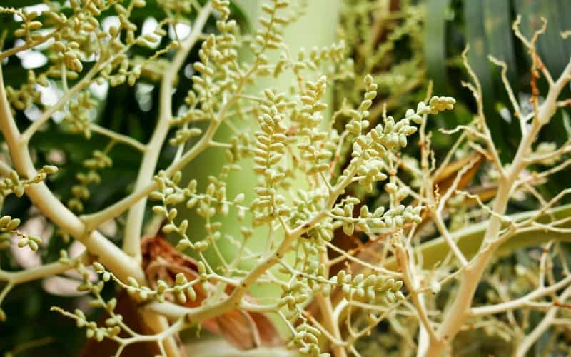 What Are Seed Pods on Palm Trees